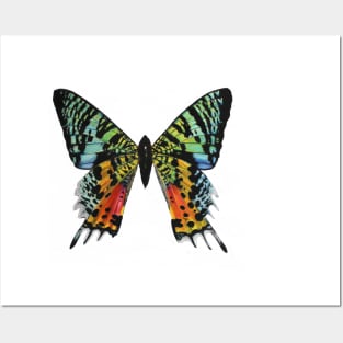 Madagascan Sunset Moth Posters and Art